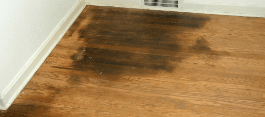 pet stains hardwood floors national floors 541x239